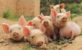 山东地区为助推生猪产业现代化，提出七项措施