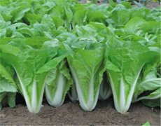 土壤肥料养分检测仪控土壤养分促白菜高产