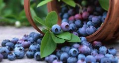 土壤肥料养分检测仪针对蓝莓种植土壤条件提供