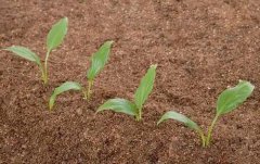 土壤疏松才有利于作物的生长，应该如何做？