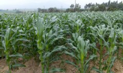 玉米生长不断受挫，土壤养分检测仪提高玉米种