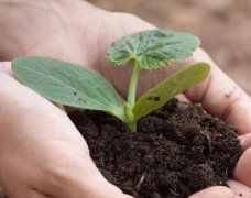 测土配方施肥仪助力土壤理化性质研究