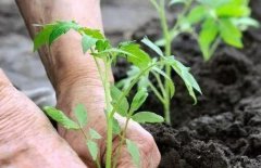 测土配方施肥仪为农业“精准施肥”助力剂