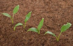 测土配方施肥仪在农作物种植当中有什么作用？
