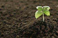 土壤养分检测仪在甘薯种植当中有什么用？