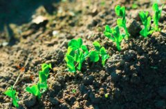 土壤肥料养分测定仪促进农业发展
