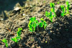 土壤养分速测仪对种植的重要性