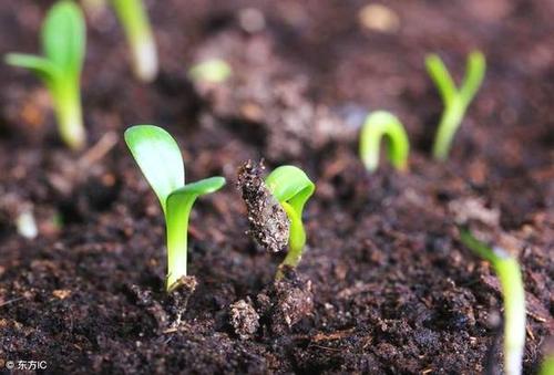 为什么土壤养分检测仪的应用越来越广泛
