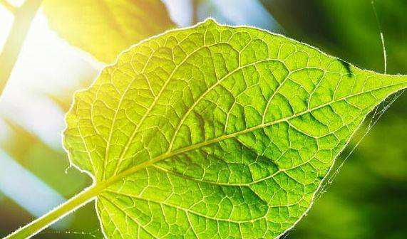 植物所需光合作用找到关键基因，让农作物获得更多阳光