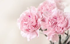 花卉种植中土壤养分不足怎么办？