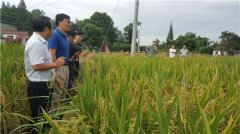 土壤墒情监测系统教你如何灌溉
