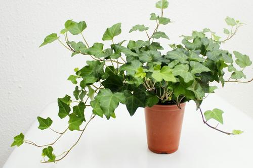 植物冠层分析仪