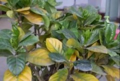 植物病害检测仪厂家告诉你病害含义