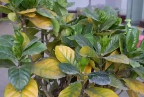 植物病害检测仪厂家告诉你病害含义
