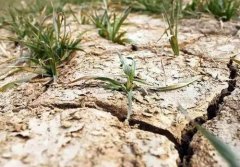 土壤养分检测仪为您选择优良茶园种植基地