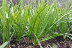土壤化肥检测仪在韭菜种植过程中起到促进作用