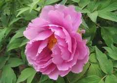 花卉种植过程中可以使用土壤ph值检测仪检测土壤