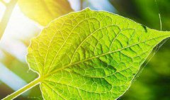 植物所需光合作用找到关键基因，让农作物获得