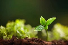 针对土壤养分的提高 可以选择进行绿肥种植