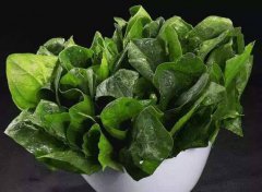 为什么要检测植物叶绿素？