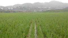 土壤养分速测仪如何分析肥力变化？