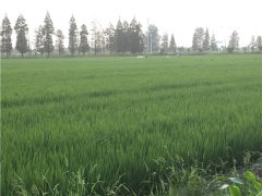 土壤养分速测仪监测橡胶园土壤养分