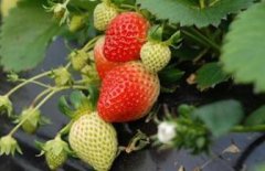**水果种植离不开土壤肥料养分检测仪