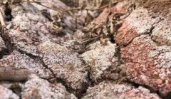 土壤墒情测定仪助力土壤水分研究