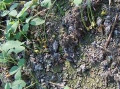 肥料养分检测仪加快农业生产效率