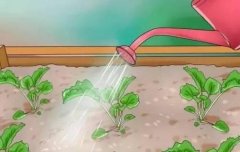 水肥一体化生长需要土壤水分测定仪