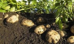 土壤温度测定仪助力农业科研研究
