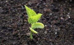 土壤养分检测仪在现代农业中的积极作用