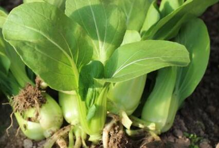 肥料成分测试仪