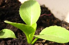 土壤养分诊断仪助力农作物科学种植