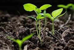 科学种植农作物需要土壤水分速测仪